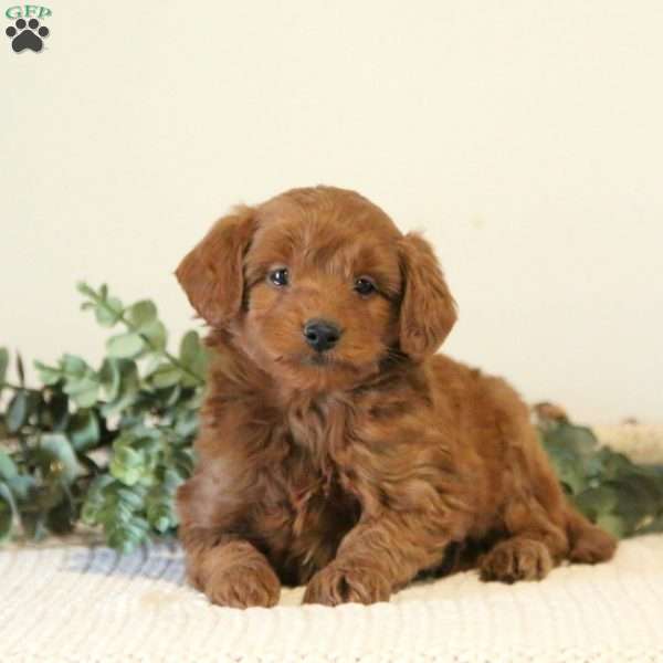 Baxter, Mini Goldendoodle Puppy